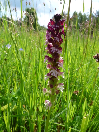 Orchidaceae - vstavač osmahlý (Orchis ustulata), Černošín, VI.