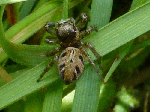 Členovci (pavoukovci) - skákavka černá (Evarcha arcuata) , Rájov, VI.