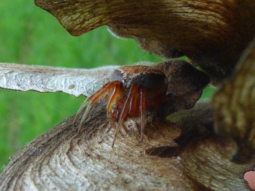 Členovci (pavoukovci)- křižák vířivý (Cyclosa conica), Srbsko, V.