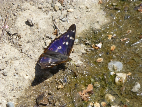 Hmyz (motýli) - batolec duhový (Apatura iris), Plzeň, VI.