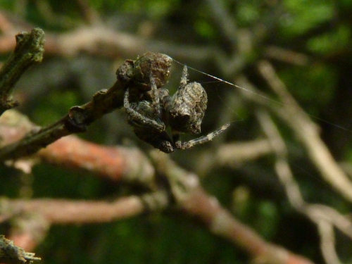 Členovci (pavoukovci) - křižák dvouhrbý (Gibbaranea bituberculata), Srbsko, VIII.