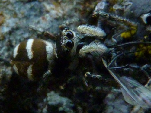 Členovci (pavoukovci) - skákavka pruhovaná (Salticus scenicus), Prameny, V.
