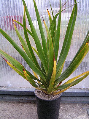 dracaena-draco.jpg