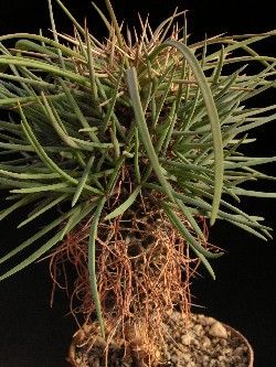 d.-madagascariensis.jpg