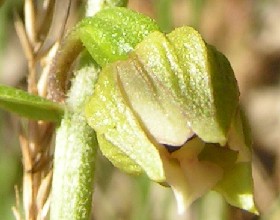 vak---krustik-sirokolisty--epipactis-helleborine--l.jpg