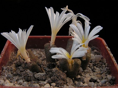 conophytum-pellucidum.jpg