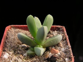 corpuscularia-britteniae.jpg