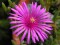 perex---d.-cooperi.jpg