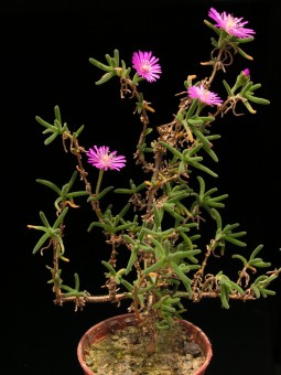 d.-hispidum-1s.jpg