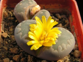 lithops-otzeniana.jpg