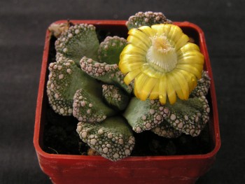 titanopsis-calcarea.jpg