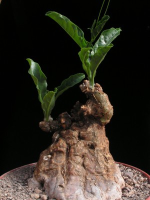 cephalopentandra-ecirrhosa.jpg