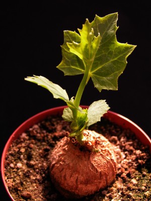 coccinia-sessilifolia.jpg