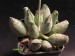 Adromischus cooperi.jpg