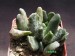 Adromischus cooperi 2.jpg