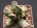 Adromischus cooperi 3.jpg