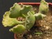 Adromischus cristatus.jpg