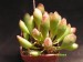 Adromischus cristatus v.schonlandii.jpg