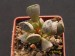 Adromischus cristatus v.schonlandii, Gomtas Motol, RSA.jpg