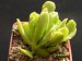 Adromischus cristatus v.zeyheri.jpg