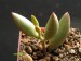 Adromischus filicaulis 1.jpg