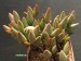 Adromischus filicaulis ssp.marlothii.jpg