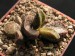 Adromischus marianiae 2.jpg