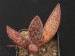 Adromischus marianiae 3.jpg