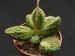 Adromischus marianiae f.herrei, Kourkamaberg, RSA.jpg