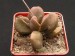 Adromischus marianiae f.little spheroid.jpg