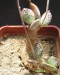 Adromischus schuldtianus ssp.juttae, Signalberg, RSA.jpg