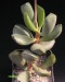 Adromischus sp..jpg