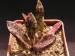 Adromischus sp., SL92.jpg