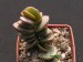 Adromischus subdistichus.jpg