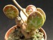 Adromischus trigynus, Kimberly, RSA.jpg