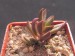 Anacampseros lanceolata, Esselskop - Khamiesberge, RSa.jpg