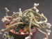 Avonia albissima, Platbakkies, RSA.jpg