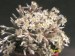 Avonia rhodesica, 5km W of Maswingo, Zimbabwe.jpg