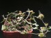 Cynanchum boerhaviifolium.jpg