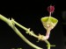 Ceropegia distincta.jpg