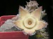 Orbea ciliata.jpg