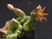 Piaranthus decorus ssp.cornutus.jpg
