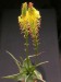 Bulbine latifolia   JM.jpg