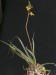 Bulbine sp., RSA, Khamiesberge.jpg