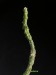 Cynanchum macrolobum 2.jpg