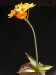 Ornithogalum dubium   JM.jpg