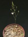 Ornithogalum sardienii   JM.jpg