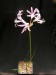 Nerine angustifolia JM.jpg