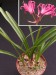 Nerine sarniensis   JM.jpg