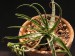 Ledebouria ensifolia   JM.jpg